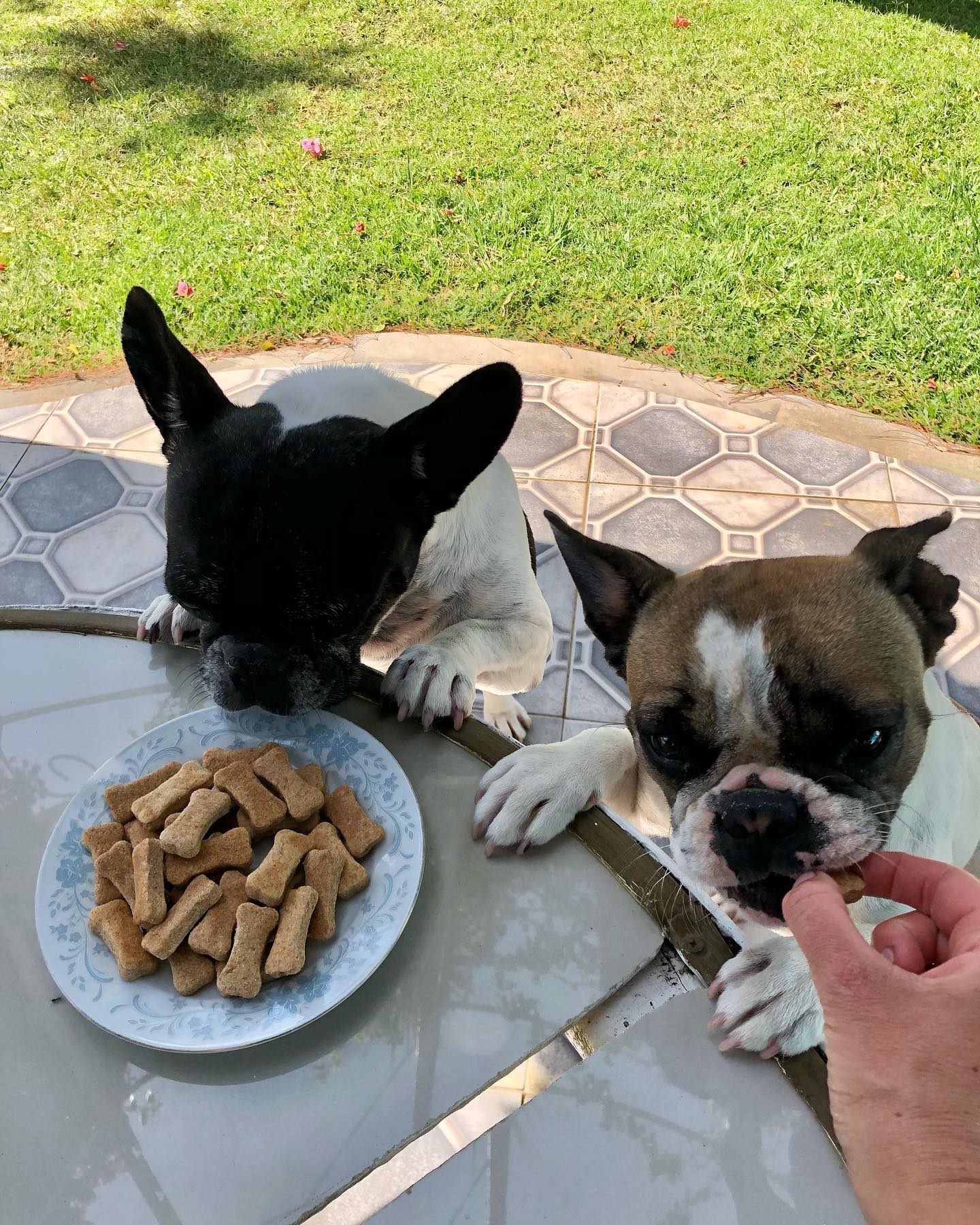 pasteleria artesanal para perros y gatos en uruguay